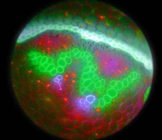 Light-sheet lifetime imaging