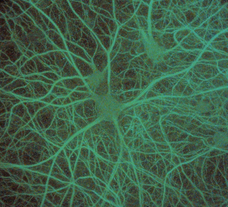 Glycolytic oscillations in eukaryotic cells followed by NADH imaging